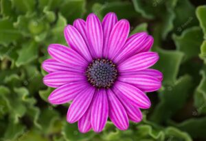 purple-osteospermum-daisy-flower_1
